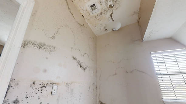 Best Biohazard Mold Removal  in Manatee Road, FL