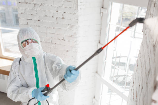 Best Black Mold Removal  in Manatee Road, FL