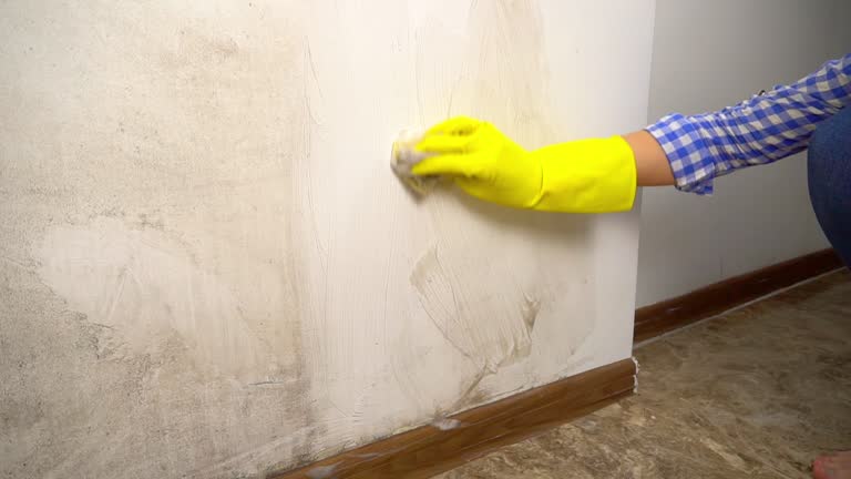 Best Residential Mold Inspection & Testing  in Manatee Road, FL