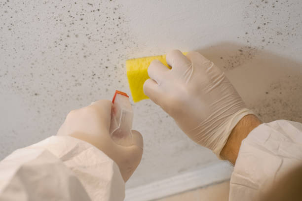Best Mold Odor Removal Services  in Manatee Road, FL